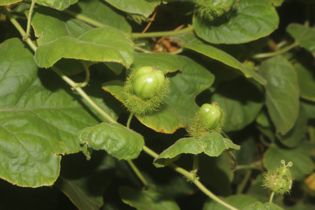 Passiflora foetida L.